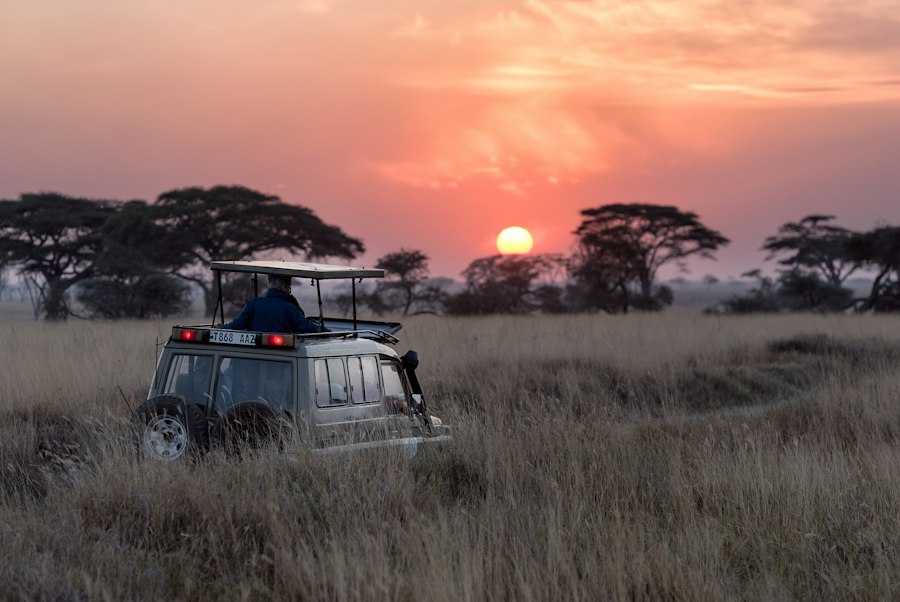 Safari vehicle in savannah grassland at sunset